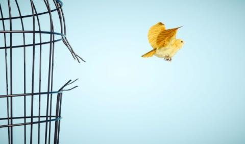 canary escapes from a bird cage