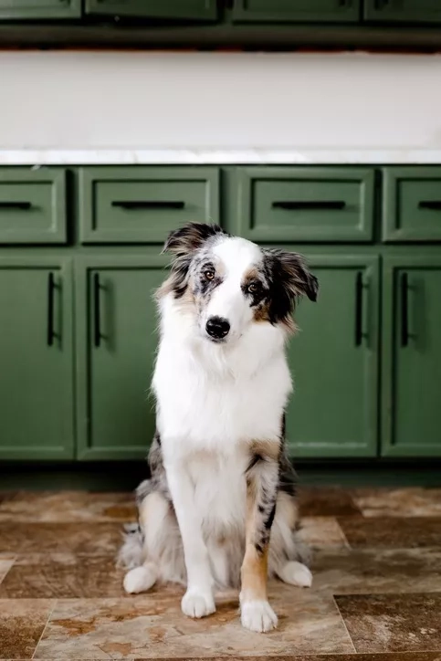 An Australian Shepherd dog in a kitchen