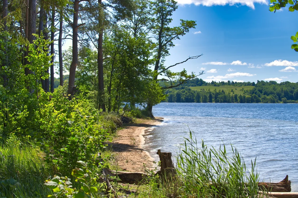 Woodland and lake scene