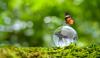 butterfly on top of a world crystal ball with grass around